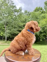 Duke ♥️😘, a male Miniature Goldendoodle for sale in Dover, OH – 5 of 10