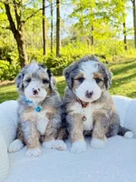 Jackson, a male Miniature Bernedoodle for sale in Dover, OH – 7 of 10