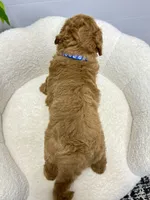 Milo  ❤️‍🩹🐶, a male Miniature Goldendoodle for sale in Dover, OH – 6 of 10