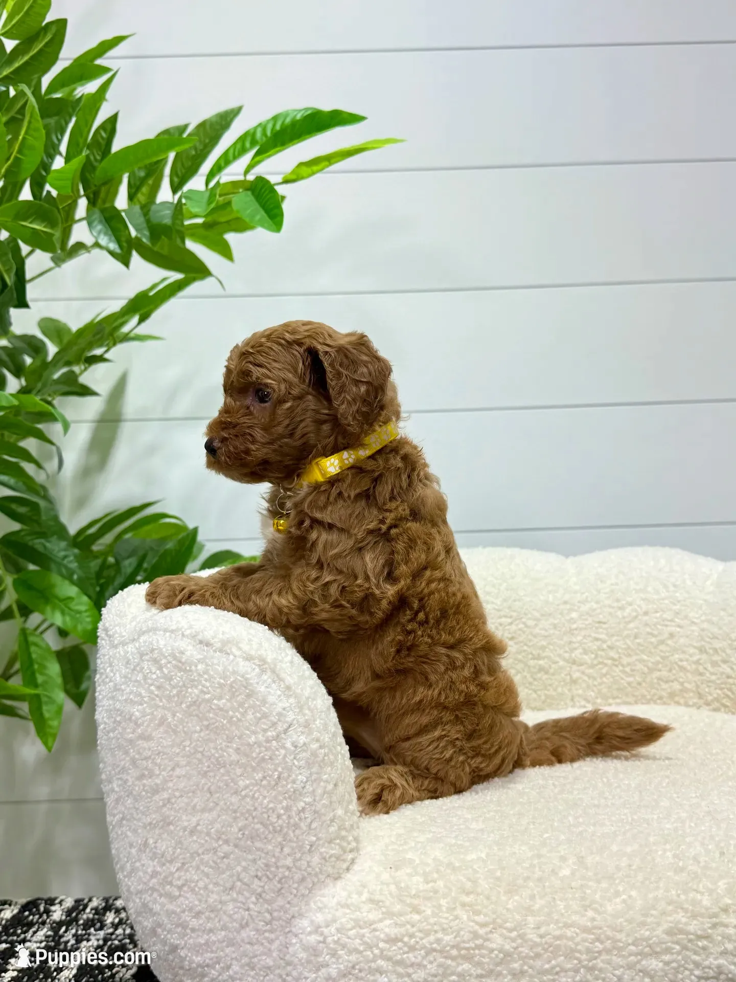 Lilah  💖, a female Miniature Goldendoodle for sale in Dover, OH – 7 of 10