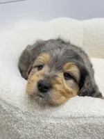 Max, a male Miniature Goldendoodle for sale in Dover, OH – 2 of 10