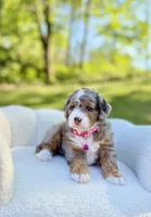 Maggie, a female Miniature Bernedoodle for sale in Dover, OH – 2 of 10