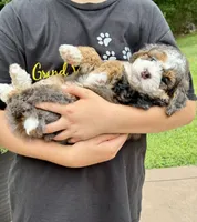 Charlie, a male Miniature Bernedoodle for sale in Dover, OH – 2 of 10