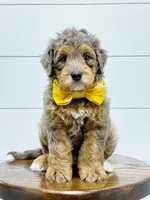 Cash, a male Miniature Goldendoodle for sale in Dover, OH – 3 of 10