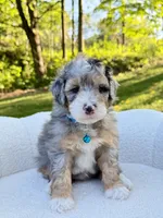 Teddy, a male Miniature Bernedoodle for sale in Dover, OH – 3 of 10