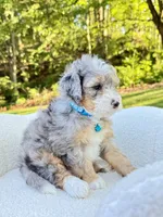 Teddy, a male Miniature Bernedoodle for sale in Dover, OH – 6 of 10
