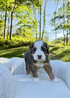 Bruno, a male Miniature Bernedoodle for sale in Dover, OH – 2 of 10