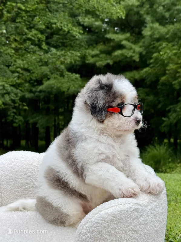 Enzo – Miniature Bernedoodle puppy for sale in Dover, OH