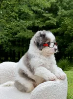 Enzo, a male Miniature Bernedoodle for sale in Dover, OH – 2 of 10