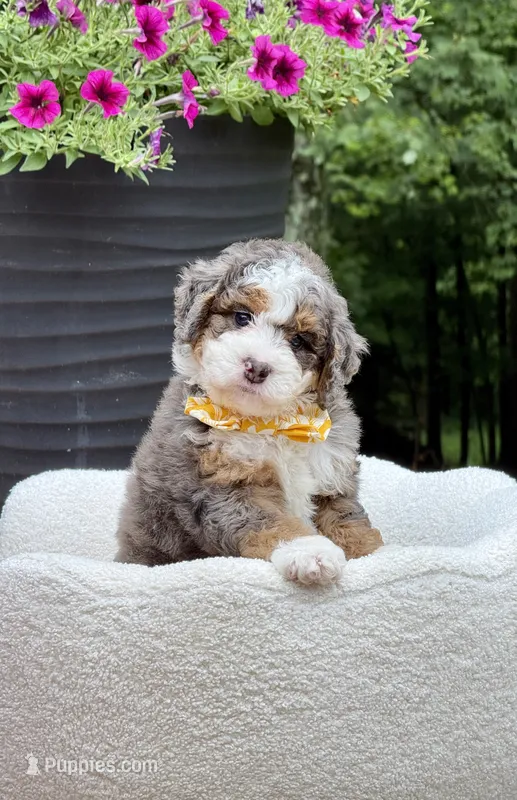 Charlie – Miniature Bernedoodle puppy for sale in Dover, OH