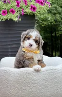 Charlie, a male Miniature Bernedoodle for sale in Dover, OH – 1 of 10