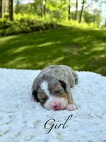Ace❤️, a male Miniature Bernedoodle for sale in Dover, OH – 2 of 9