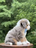 Jackson, a male Miniature Bernedoodle for sale in Dover, OH – 4 of 8