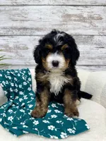 Ace, a male Miniature Bernedoodle for sale in Dover, OH – Photo 8 of 9