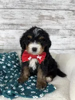 Ace, a male Miniature Bernedoodle for sale in Dover, OH – Photo 6 of 9