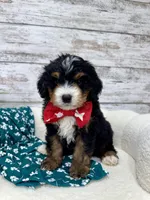 Ace, a male Miniature Bernedoodle for sale in Dover, OH – Photo 4 of 9