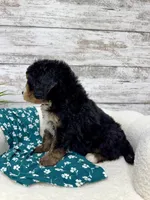 Ace, a male Miniature Bernedoodle for sale in Dover, OH – Photo 7 of 9