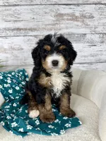 Ace, a male Miniature Bernedoodle for sale in Dover, OH – Photo 1 of 9