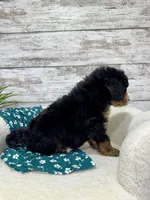 Ace, a male Miniature Bernedoodle for sale in Dover, OH – Photo 3 of 9
