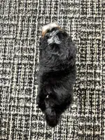 Ace, a male Miniature Bernedoodle for sale in Dover, OH – Photo 9 of 9