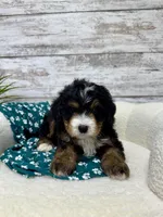 Ace, a male Miniature Bernedoodle for sale in Dover, OH – Photo 2 of 9