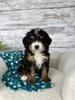 Ace, a male Miniature Bernedoodle for sale in Dover, OH – Photo 5 of 9