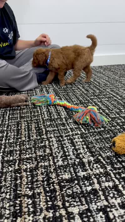 Milo  ❤️‍🩹🐶, a male Miniature Goldendoodle for sale in Dover, OH – 10 of 10