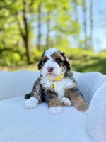 Charlie, a male Miniature Bernedoodle for sale in Dover, OH – 3 of 10