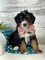 🌹Rosie, a female Miniature Bernedoodle for sale in Dover, OH – Photo 3 of 8
