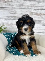 🌹Rosie, a female Miniature Bernedoodle for sale in Dover, OH – Photo 5 of 8