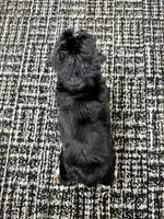 🌹Rosie, a female Miniature Bernedoodle for sale in Dover, OH – Photo 8 of 8