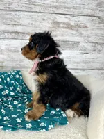 🌹Rosie, a female Miniature Bernedoodle for sale in Dover, OH – Photo 6 of 8