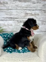 🌹Rosie, a female Miniature Bernedoodle for sale in Dover, OH – Photo 4 of 8