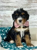 🌹Rosie, a female Miniature Bernedoodle for sale in Dover, OH – Photo 7 of 8