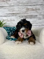 🌹Rosie, a female Miniature Bernedoodle for sale in Dover, OH – Photo 2 of 8