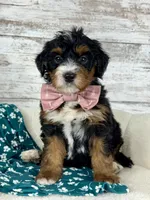 🌹Rosie, a female Miniature Bernedoodle for sale in Dover, OH – Photo 1 of 8