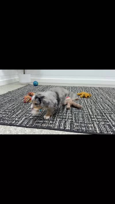 Teddy, a male Miniature Bernedoodle for sale in Dover, OH – 10 of 10