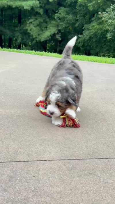 Bruno, a male Miniature Bernedoodle for sale in Dover, OH – 9 of 10