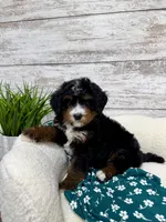 Bear, a male Miniature Bernedoodle for sale in Dover, OH – Photo 1 of 8