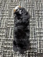 Bear, a male Miniature Bernedoodle for sale in Dover, OH – Photo 8 of 8