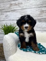 Bear, a male Miniature Bernedoodle for sale in Dover, OH – Photo 4 of 8