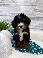 Bear, a male Miniature Bernedoodle for sale in Dover, OH – Photo 6 of 8