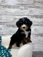 Bear, a male Miniature Bernedoodle for sale in Dover, OH – Photo 2 of 8