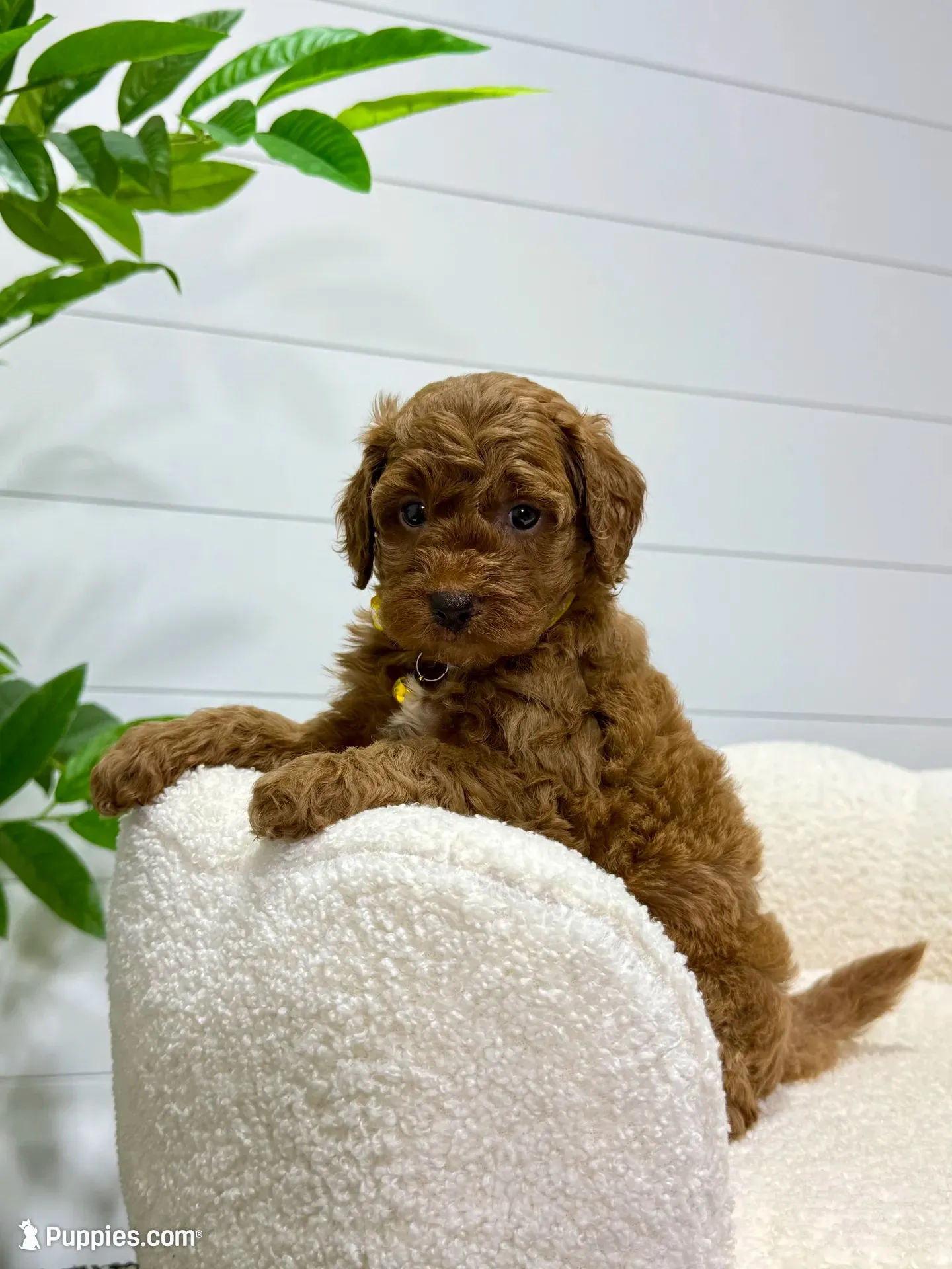 Lilah  💖, a female Miniature Goldendoodle for sale in Dover, OH – 4 of 10