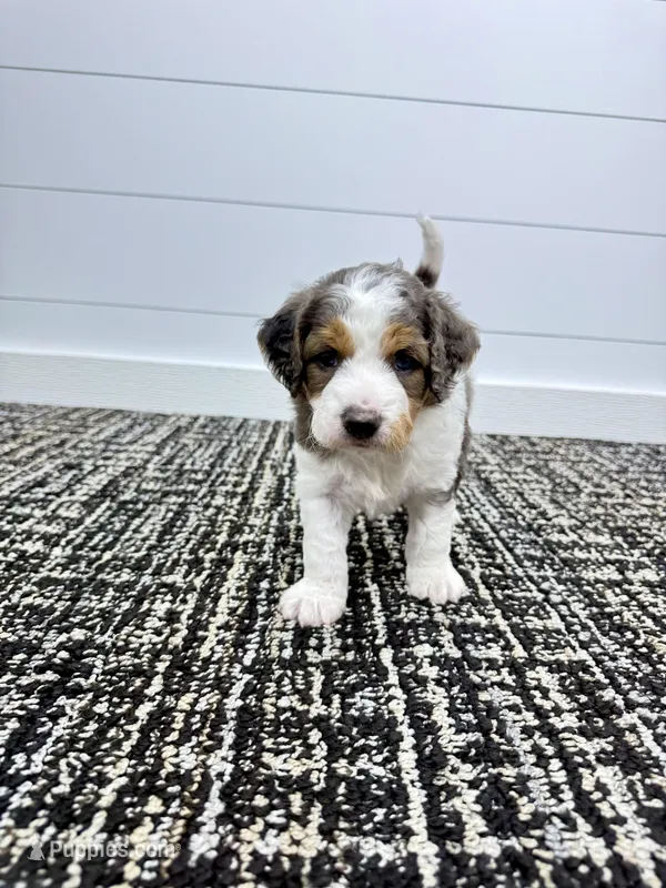 Emma – Miniature Goldendoodle puppy for sale in Dover, OH