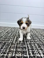 Emma, a female Miniature Goldendoodle for sale in Dover, OH – Photo 10 of 10