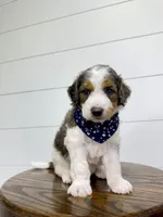 Emma, a female Miniature Goldendoodle for sale in Dover, OH – Photo 6 of 10