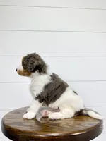 Emma, a female Miniature Goldendoodle for sale in Dover, OH – Photo 3 of 10
