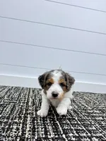 Emma, a female Miniature Goldendoodle for sale in Dover, OH – Photo 8 of 10