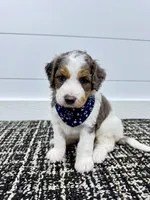 Emma, a female Miniature Goldendoodle for sale in Dover, OH – Photo 1 of 10